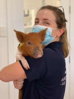 Шановні колеги ветеринарної медицини!